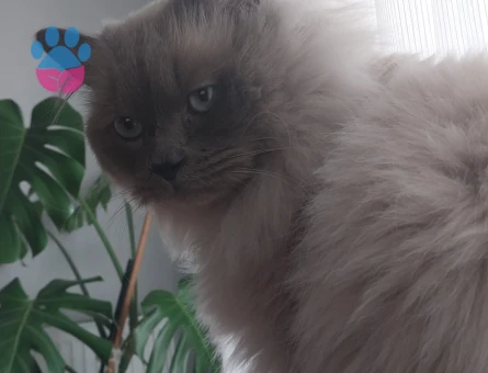 British Shorthair 1 Yaşında Oğlum Eş Arıyor