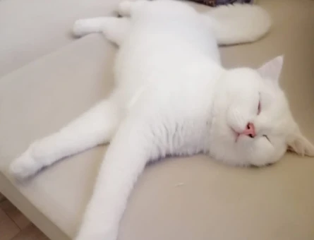 British Shorthair Pamukçum Eş Arıyor - 118964473