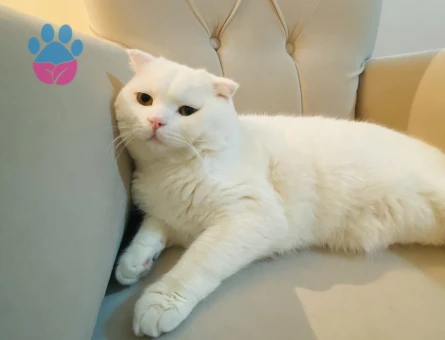 British Shorthair Pamukçum Eş Arıyor