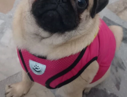 Saf kan erkek pug arıyoruz - 118964476
