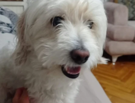 Maltese Terrier Erkek Köpeğime Eş Arıyorum - 118964492