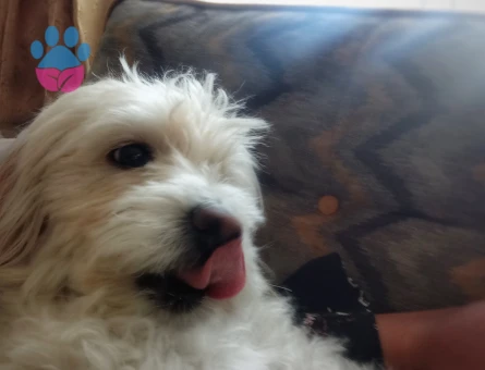 Maltese Terrier Erkek Köpeğime Eş Arıyorum