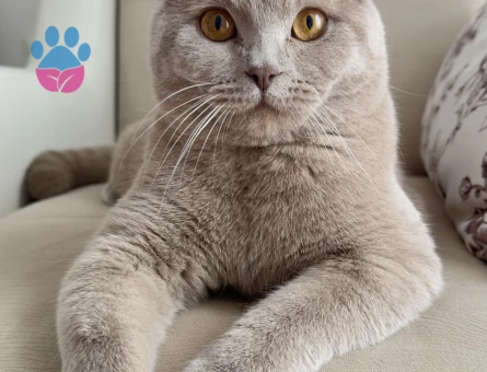 Lilac British Kedime Eş Arıyorum