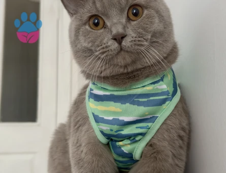 Lilac British Kedime Eş Arıyorum