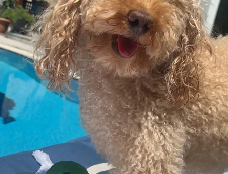 Mini Poodle Köpeğime Eş Arıyorum - 118964494