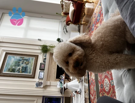 Mini Poodle Köpeğime Eş Arıyorum