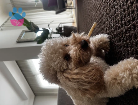 Mini Poodle Köpeğime Eş Arıyorum