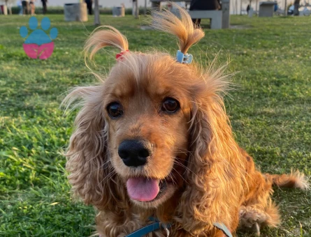 kızıma eş arıyorum