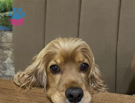 kızıma eş arıyorum