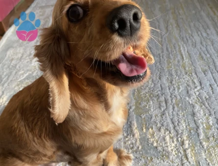 kızıma eş arıyorum