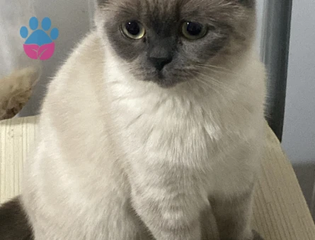 Kedi eş