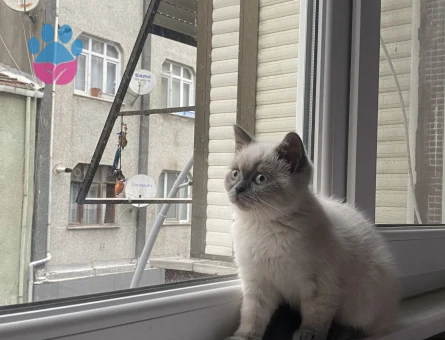 Kedi eş