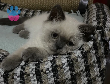 Kedi eş