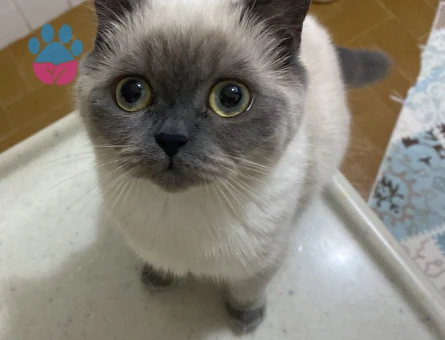 Kedi eş