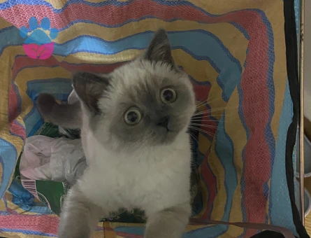 Kedi eş