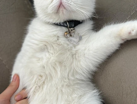 british shorthair - 118975905