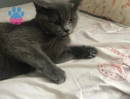 prensesimize damat adayi ariyoruz