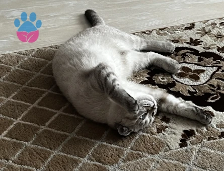 British Shorthair Kedime Eş Arıyorum