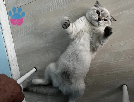 British Shorthair Kedime Eş Arıyorum