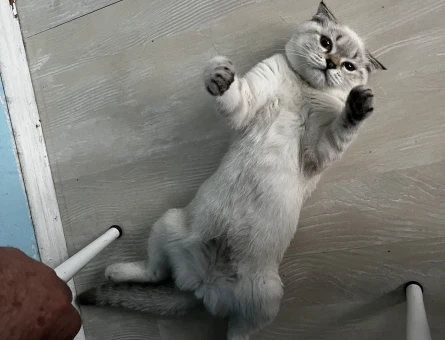 British Shorthair Kedime Eş Arıyorum - 118983151