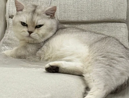 British Shorthair Oğlumuza eş arıyoruz - 118983152