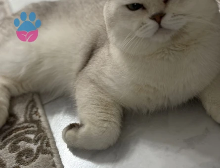 British Shorthair Oğlumuza eş arıyoruz