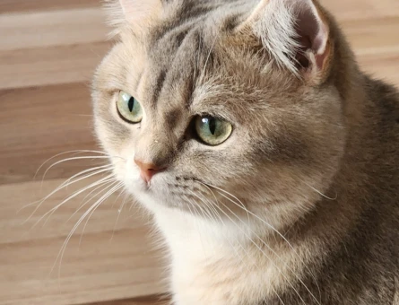 British Shorthair2 Yaşında Eş Arıyor - 118983153