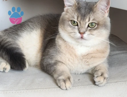 British Shorthair2 Yaşında Eş Arıyor