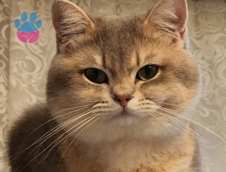 British Shorthair2 Yaşında Eş Arıyor