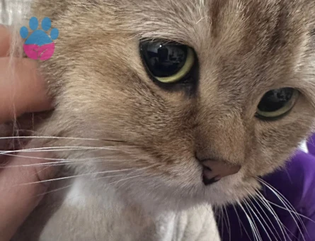 British Shorthair Golden Erkek Kedime Eş Arıyorum