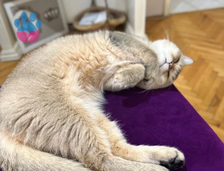 British Shorthair Golden Erkek Kedime Eş Arıyorum