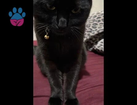 British Shorthair Oğlum gece için eş arıyoruz