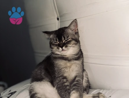 Kızımız Penny’e Eş Arıyoruz