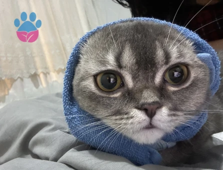 Kızımız Penny’e Eş Arıyoruz