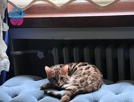Erkek Bengal Kedime Eş Arıyorum