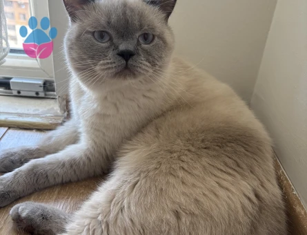 Latteye eş arıyoruz