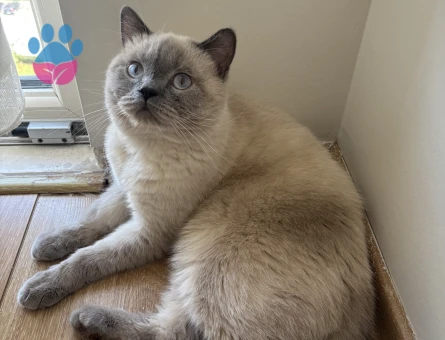 Latteye eş arıyoruz