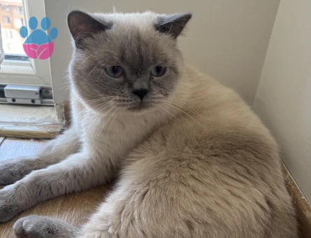 Latteye eş arıyoruz