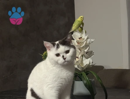 British Chocolate Oğluma Gelin Arıyoruz