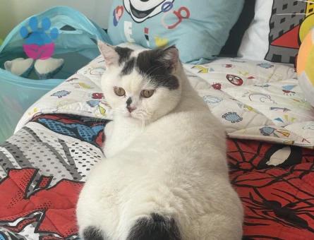 British Chocolate Oğluma Gelin Arıyoruz