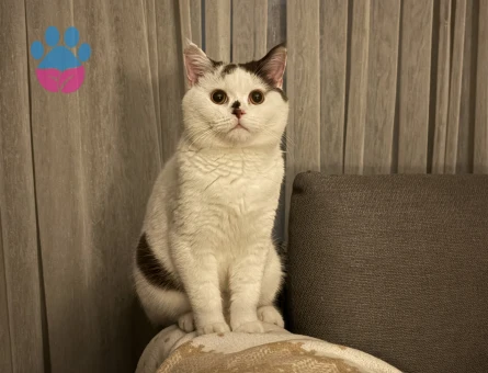 British Chocolate Oğluma Gelin Arıyoruz