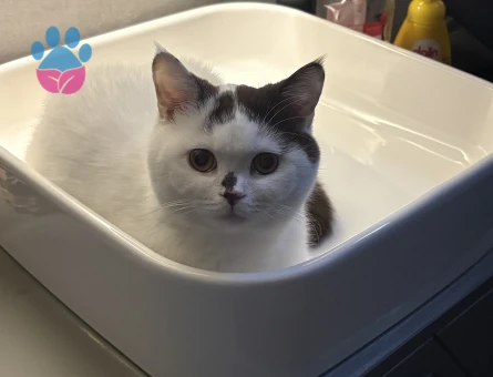 British Chocolate Oğluma Gelin Arıyoruz