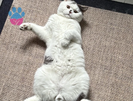 British Chocolate Oğluma Gelin Arıyoruz