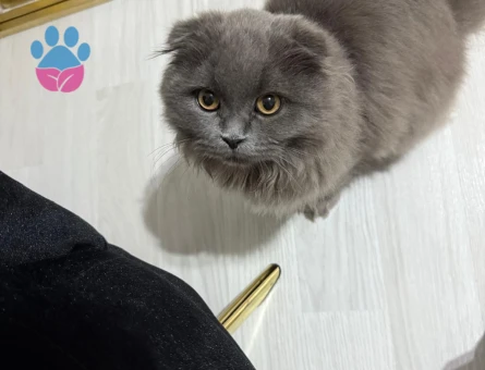 Scottish Fold 1 Yaşında Kedim Eş Arıyor
