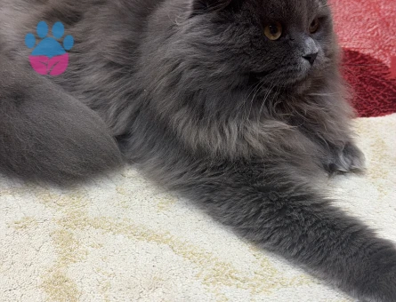 Scottish Fold 1 Yaşında Kedim Eş Arıyor