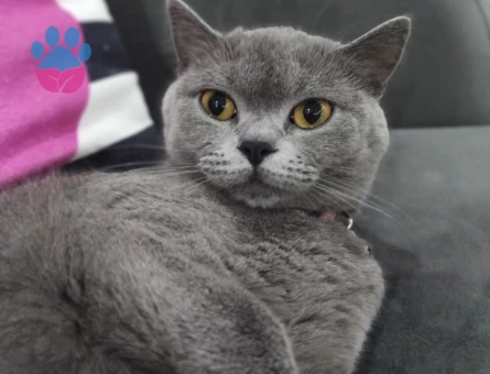 British Shorthair 2 Yaşında Eş ariyoruz