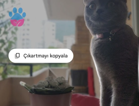 British Shorthair 2 Yaşında Eş ariyoruz