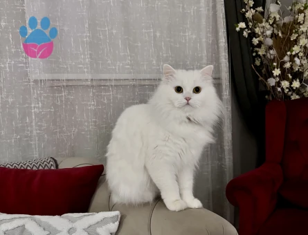 Ankara Kedisi Kızımıza eş arıyoruz