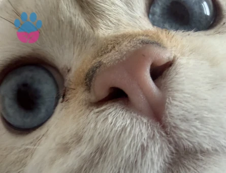 Beyaz Mavi Gözlü British Kral