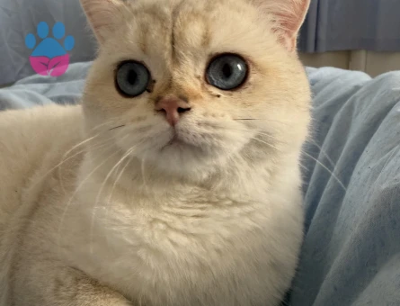 Beyaz Mavi Gözlü British Kral